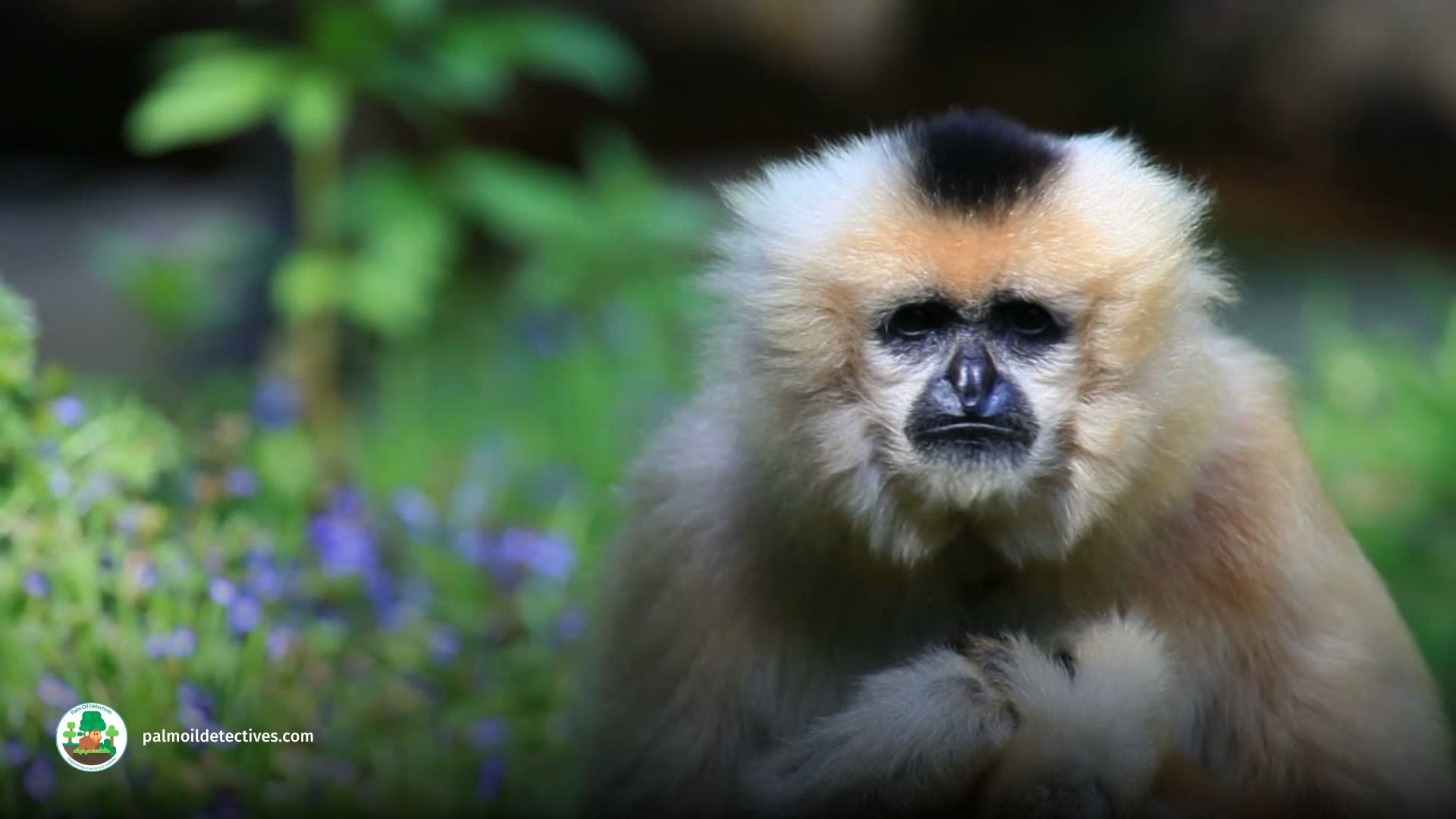 Northern Yellow-cheeked Crested Gibbon Nomascus annamensis