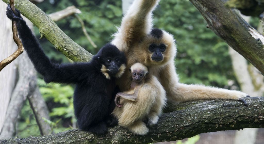 Northern Yellow-cheeked Crested Gibbon Nomascus annamensis