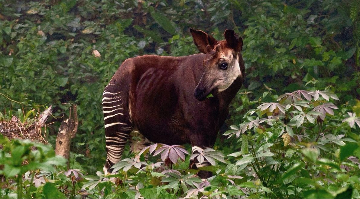 Okapi Okapia johnstoni