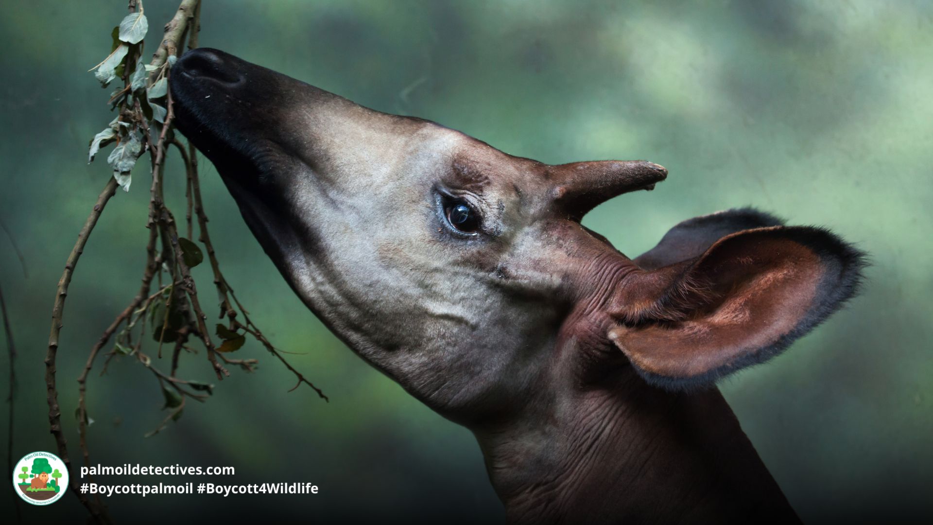 Okapi Okapia johnston