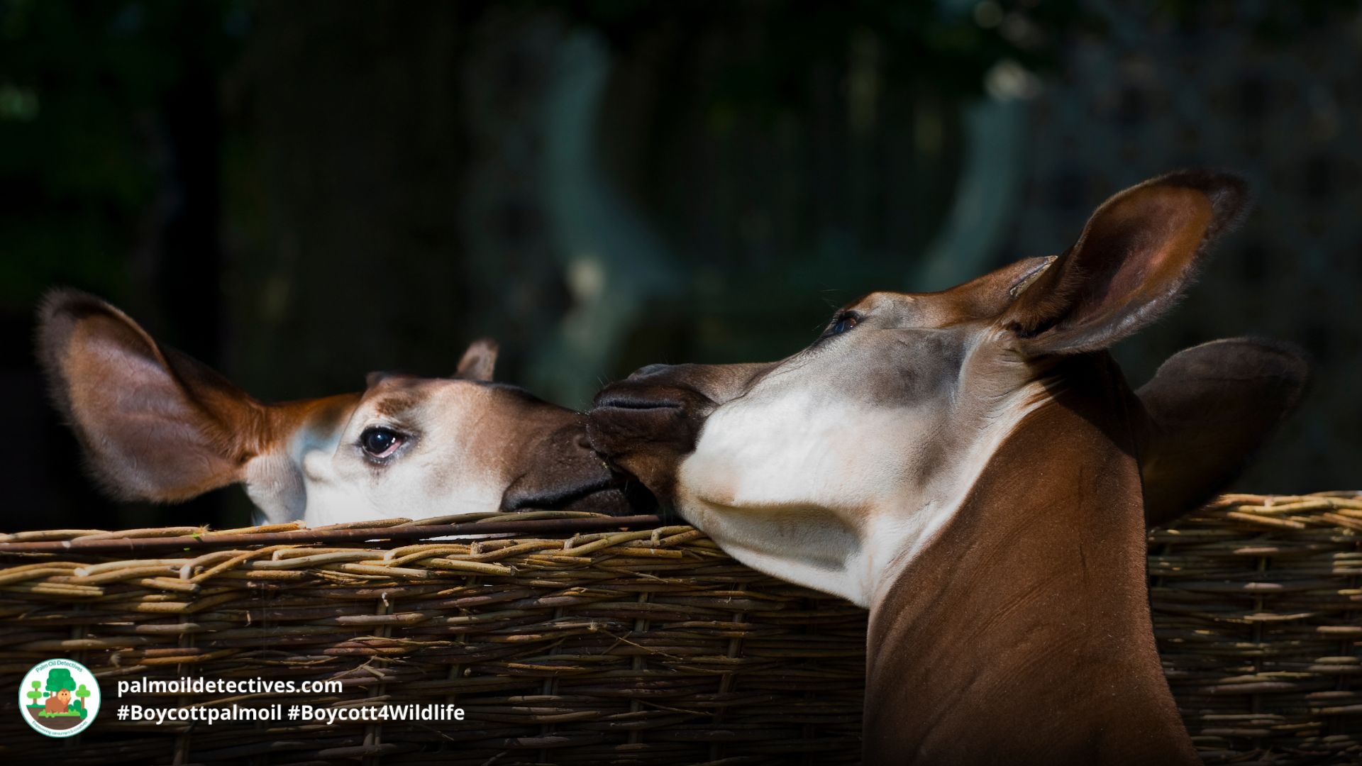 Okapi Okapia johnston