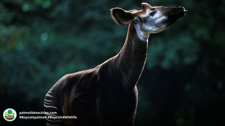 Okapi Okapia johnston