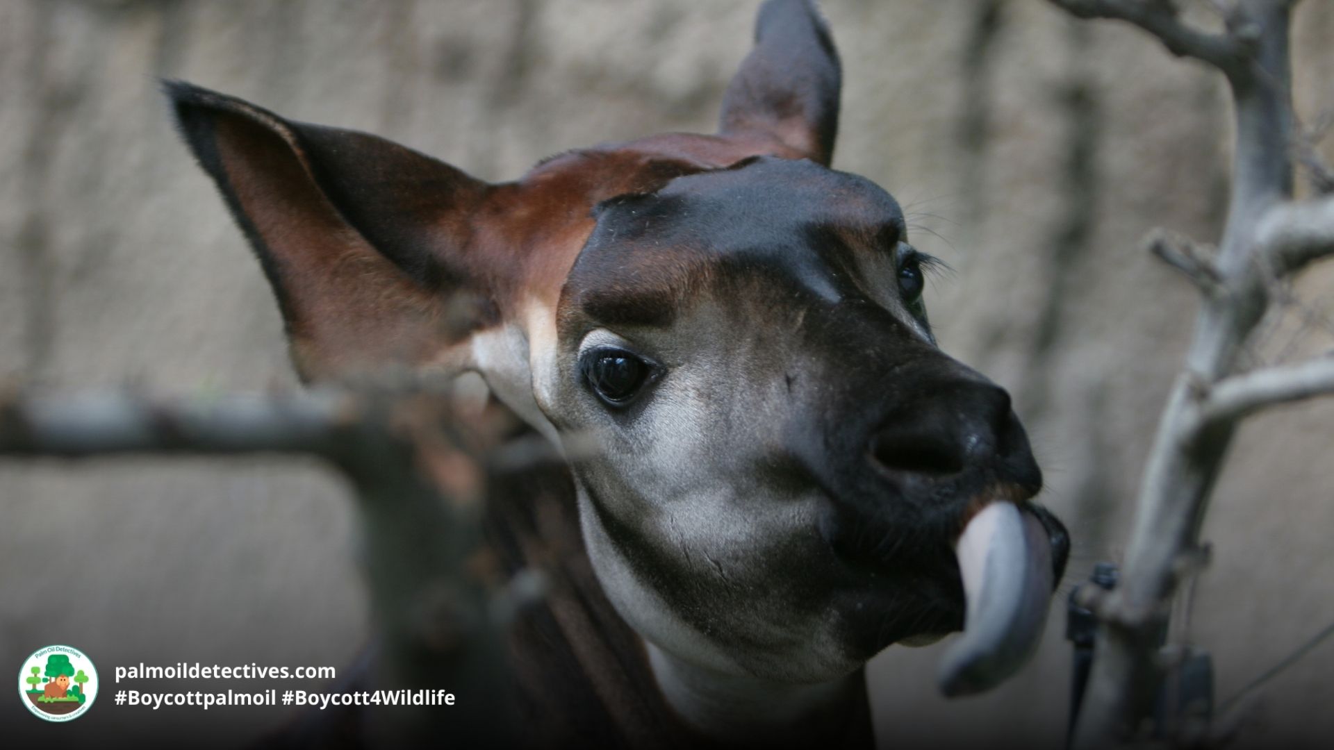 Okapi with a long tongue