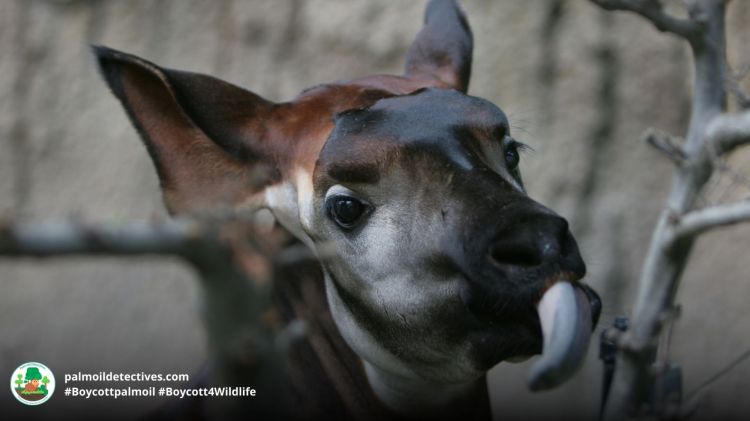 Okapi with a long tongue