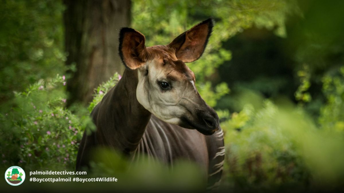 Okapi: African Unicorns
