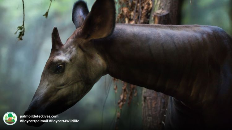 Baby Okapi in a forest