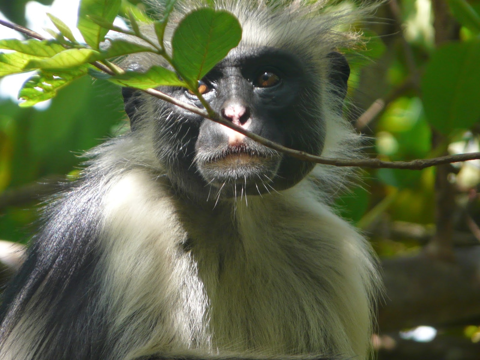 Olive Colobus Procolobus verus