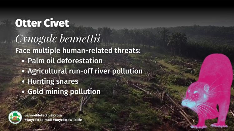 Otter Civet Cynogale bennettii threats
