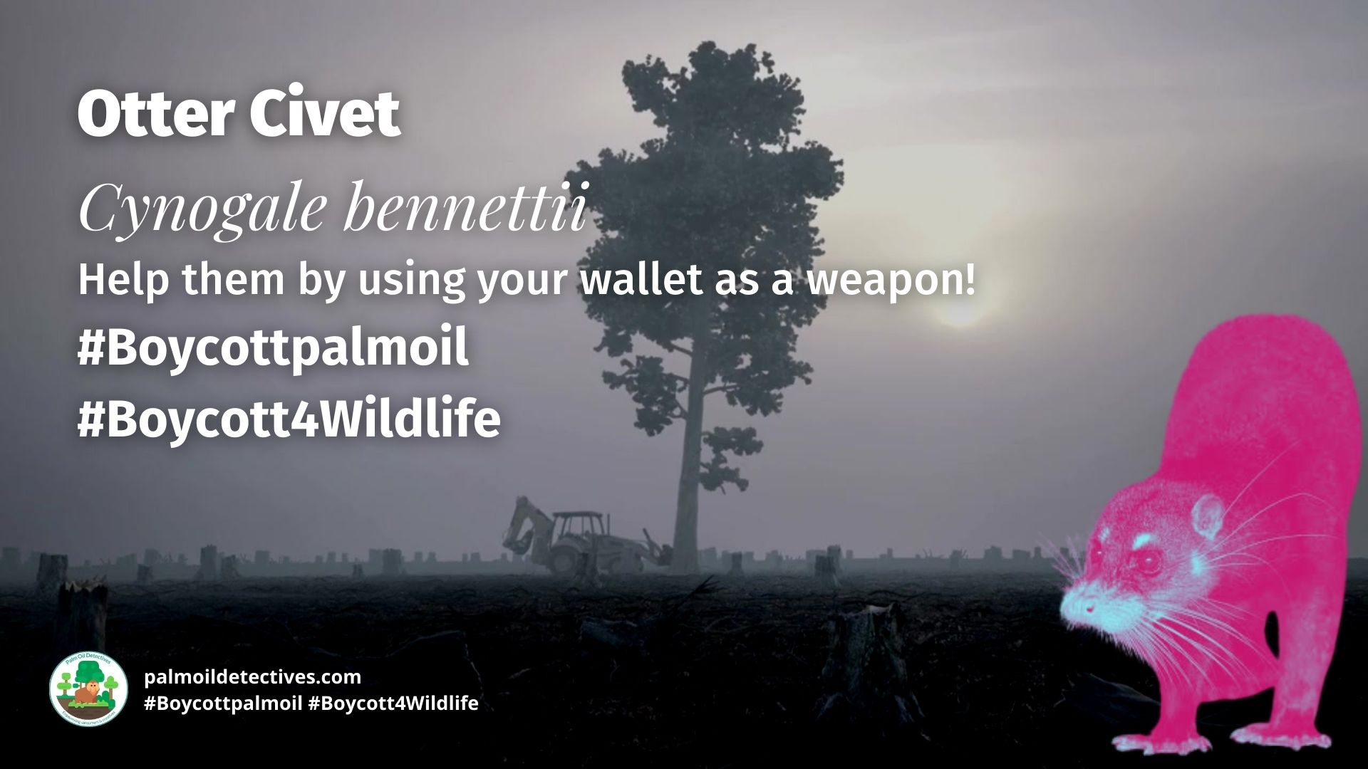 Otter Civet Cynogale bennettii