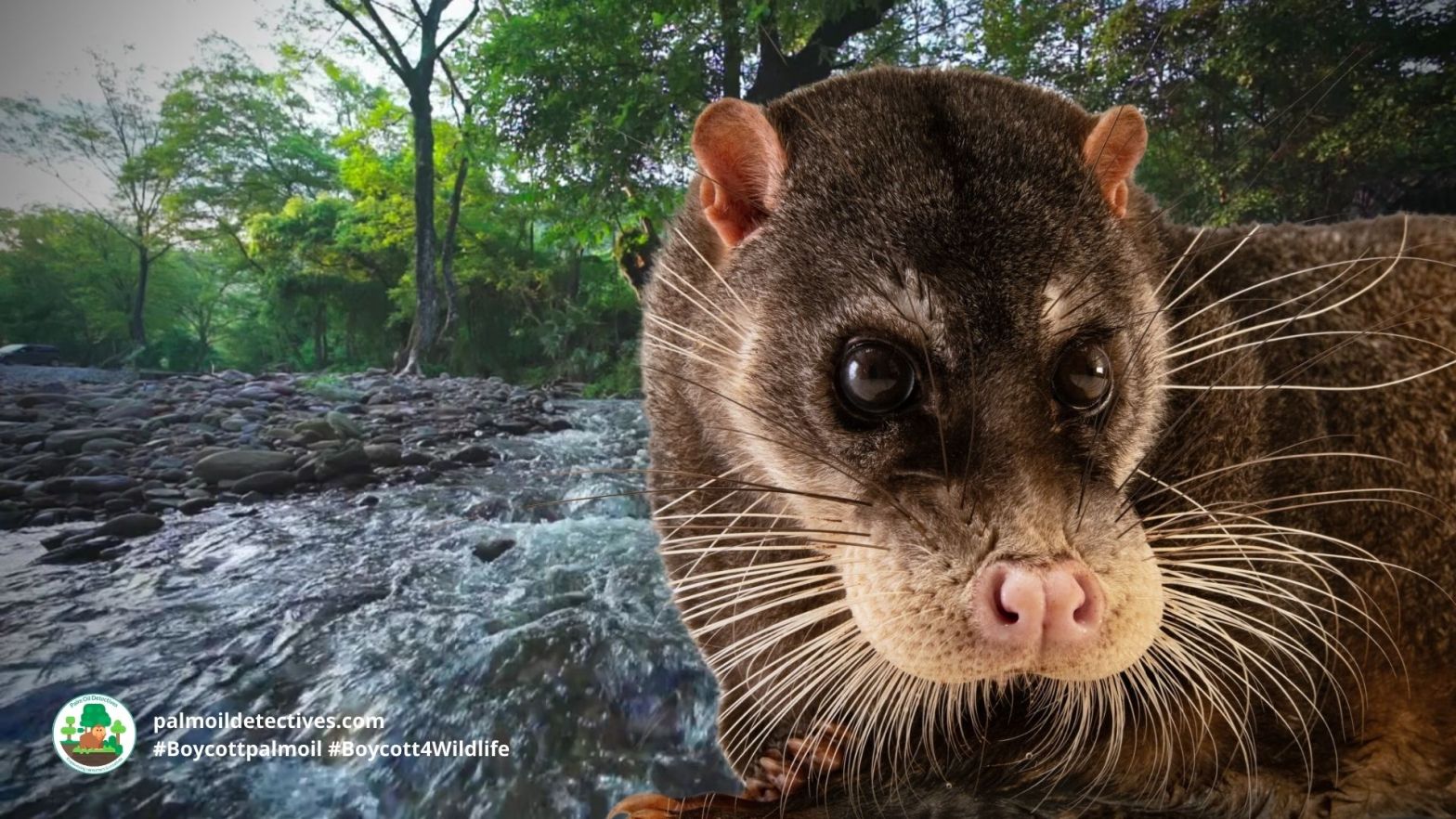 Otter Civet Cynogale bennettii