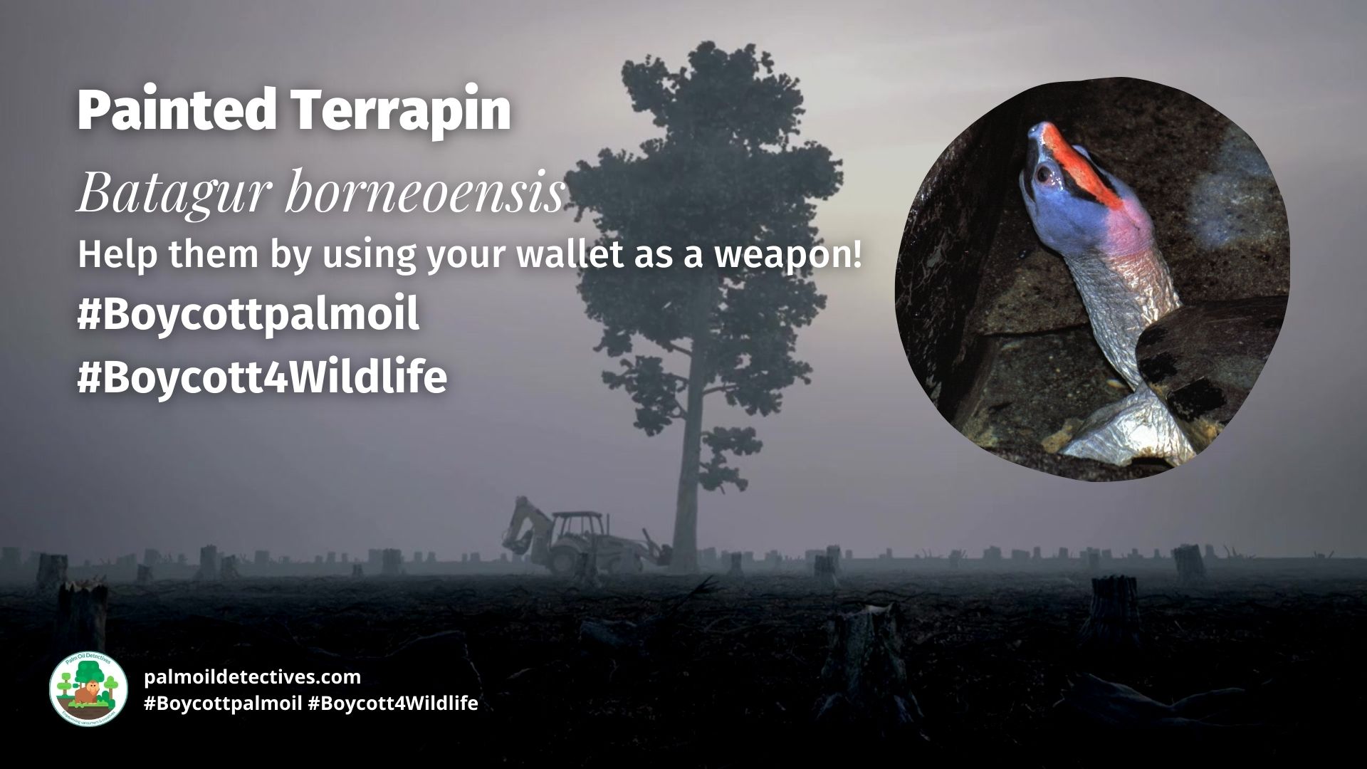 Painted Terrapin Batagur borneoensis