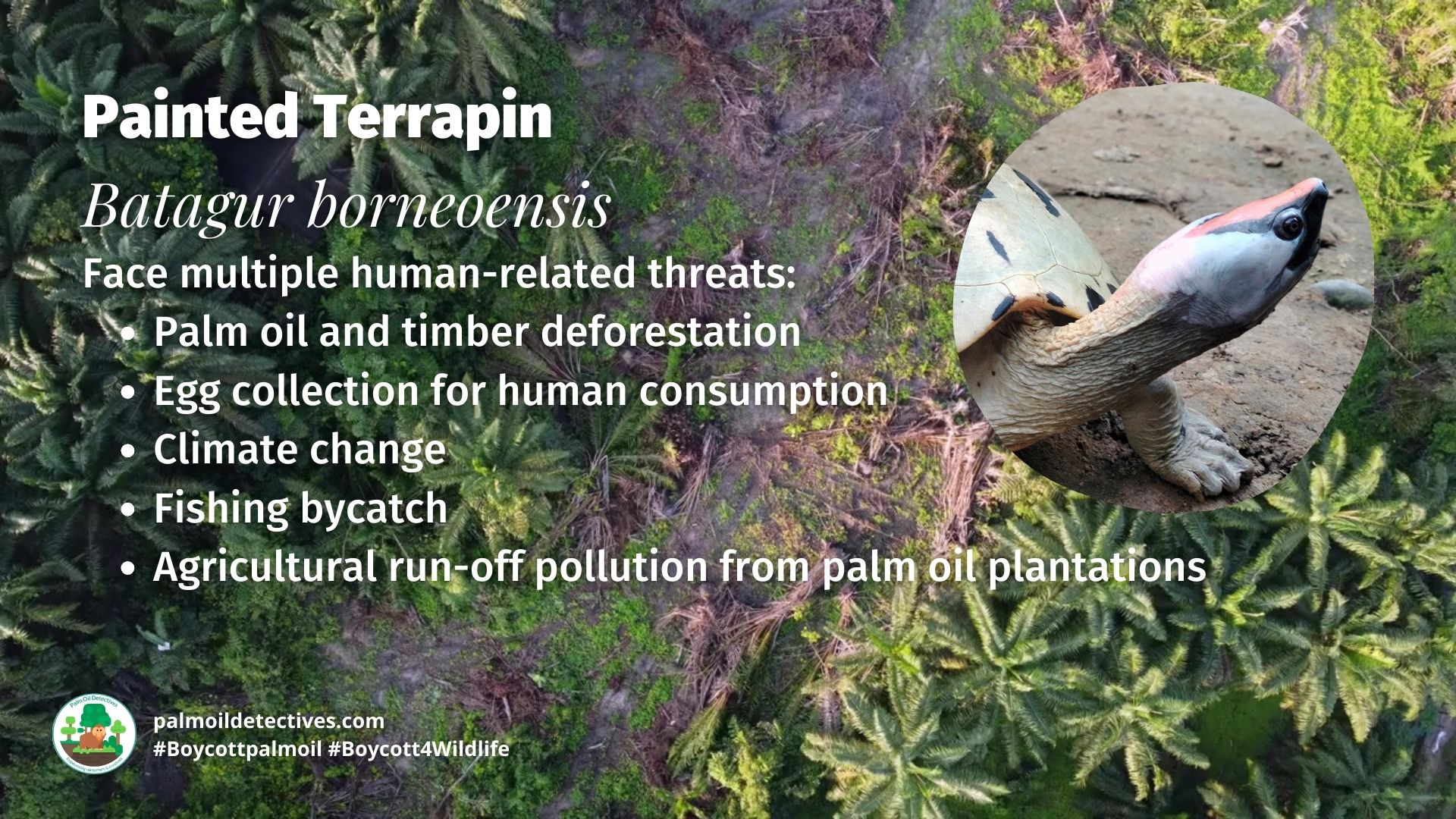Painted Terrapin Batagur borneoensis threats