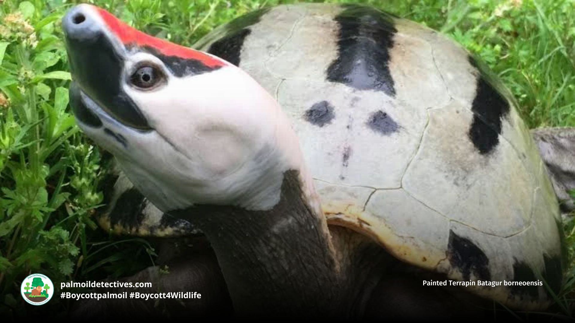 Painted Terrapin Batagur borneoensis