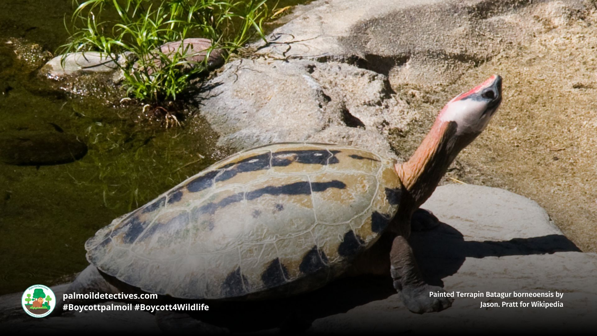 Painted Terrapin Batagur borneoensis
