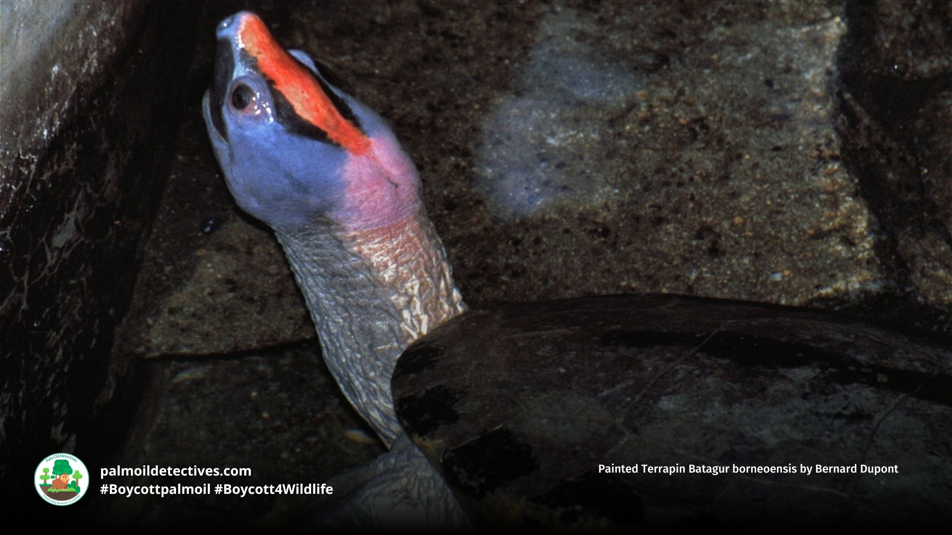 Painted Terrapin Batagur borneoensis