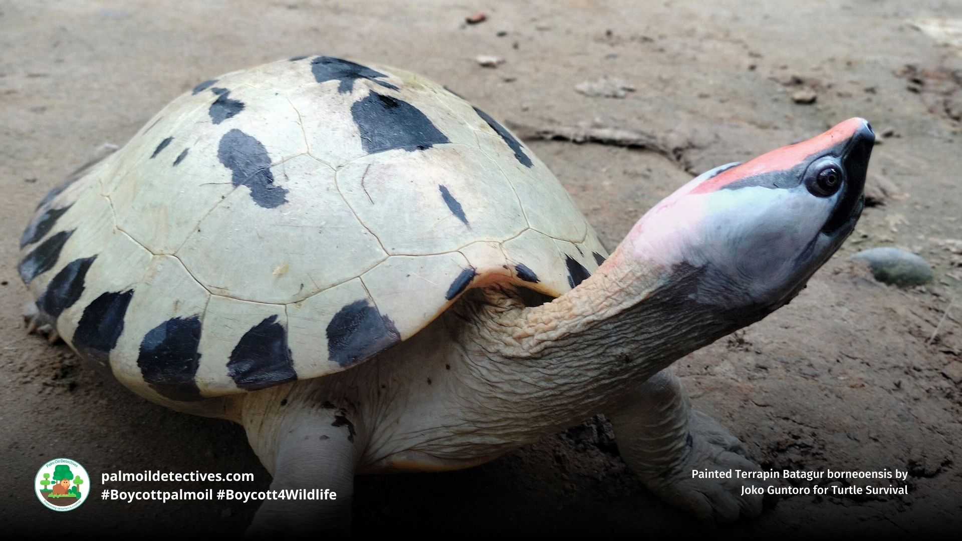Painted Terrapin Batagur borneoensis