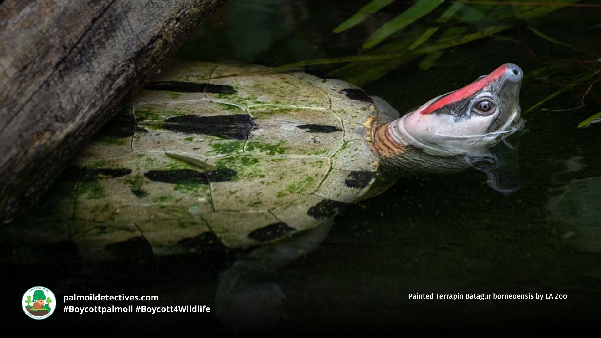 Painted Terrapin Batagur borneoensis