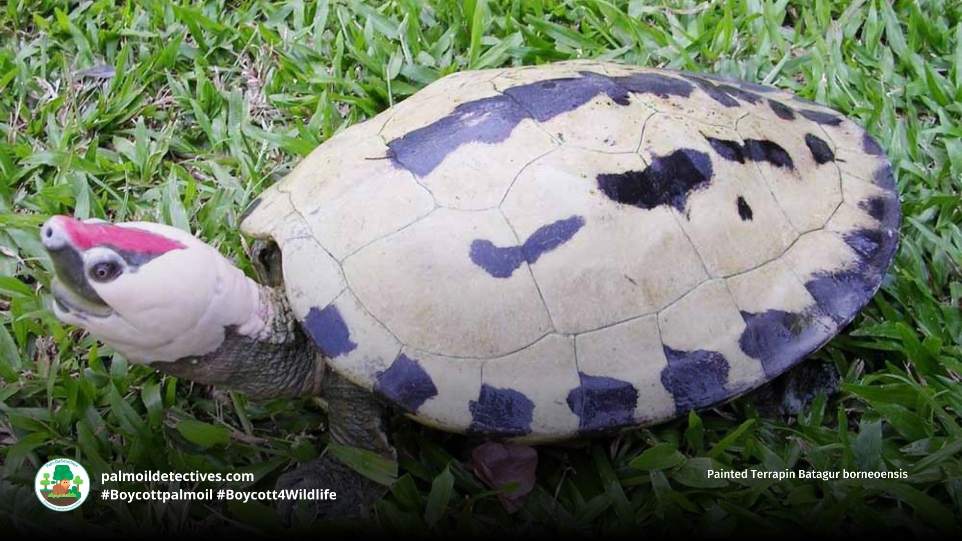 Painted Terrapin Batagur borneoensis