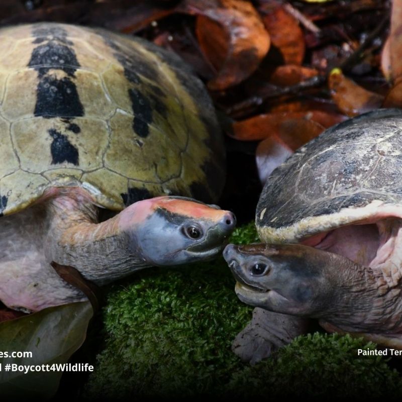 Painted Terrapin Batagur&nbsp;borneoensis
