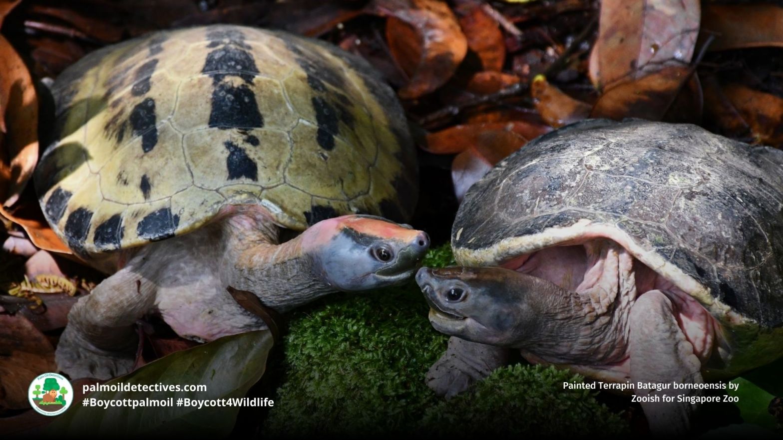 Two Painted Terrapin Batagur borneoensis snuggling together