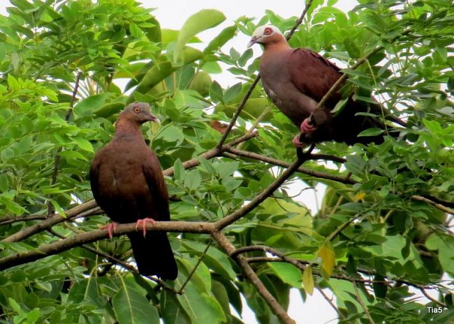 Pale capped pigeon Columba punicea