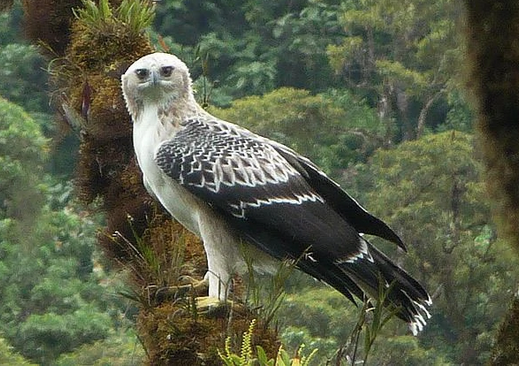 Papuan Eagle Harpyopsis novaeguineae