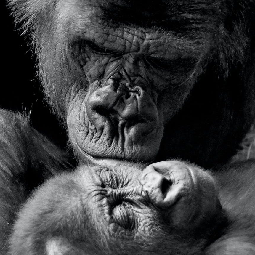 Eastern Gorilla Gorilla beringei mother lovingly kissing her baby