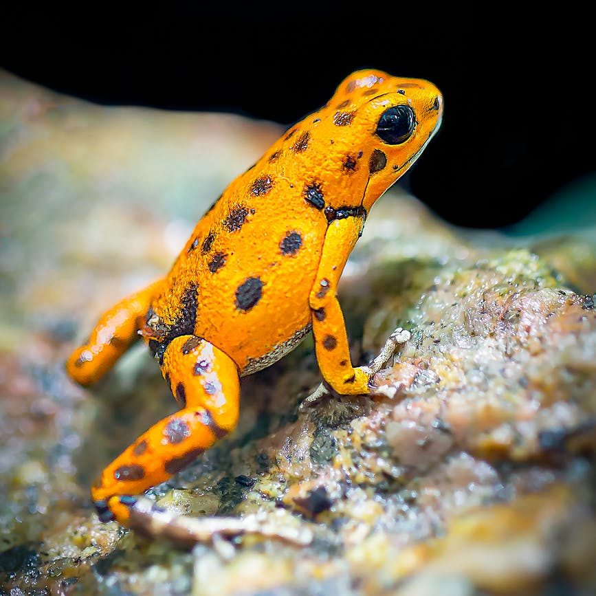 Poison dart frog of South America