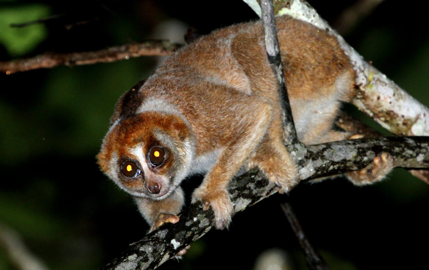 Philippine Slow Loris Nycticebus menagensis