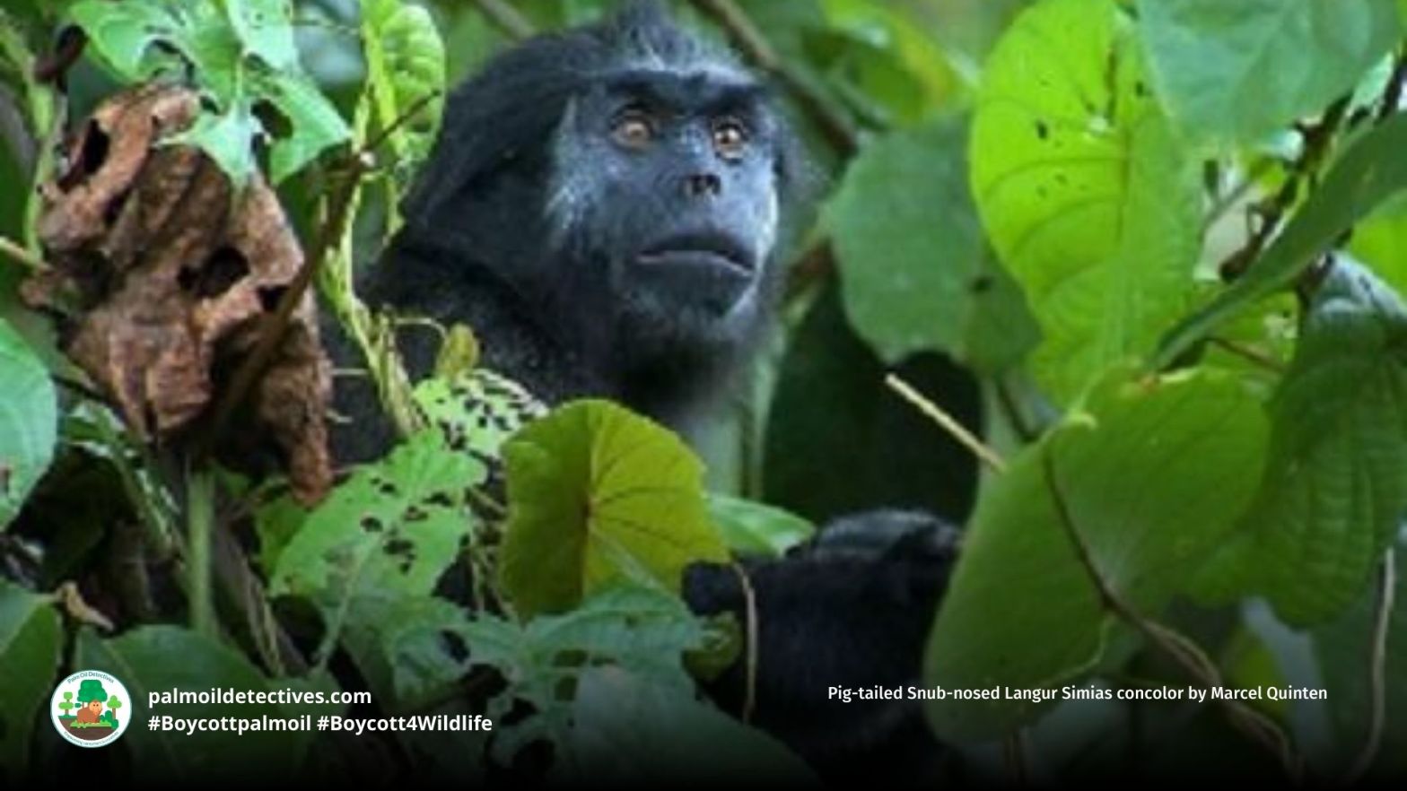 Pig-tailed Snub-nosed Langur Simias concolor