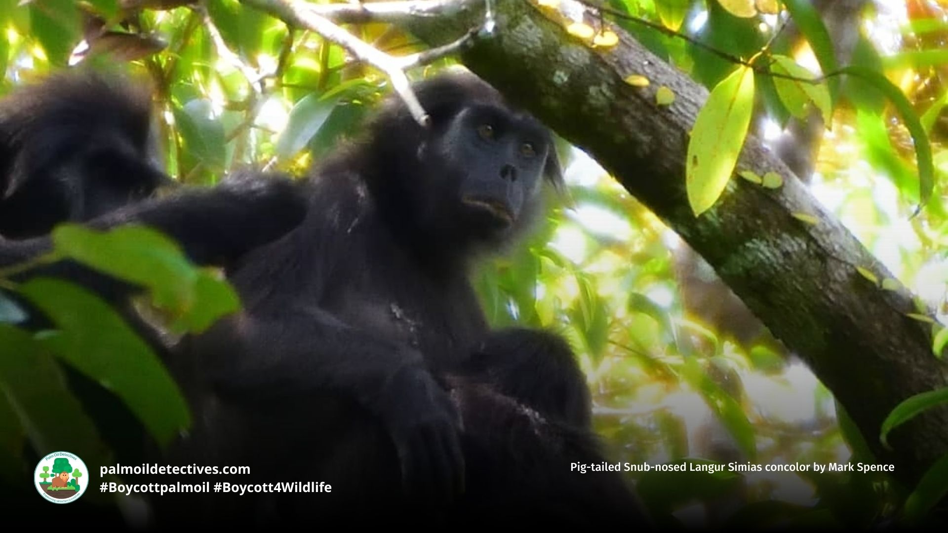 Pig-tailed Snub-nosed Langur Simias concolor