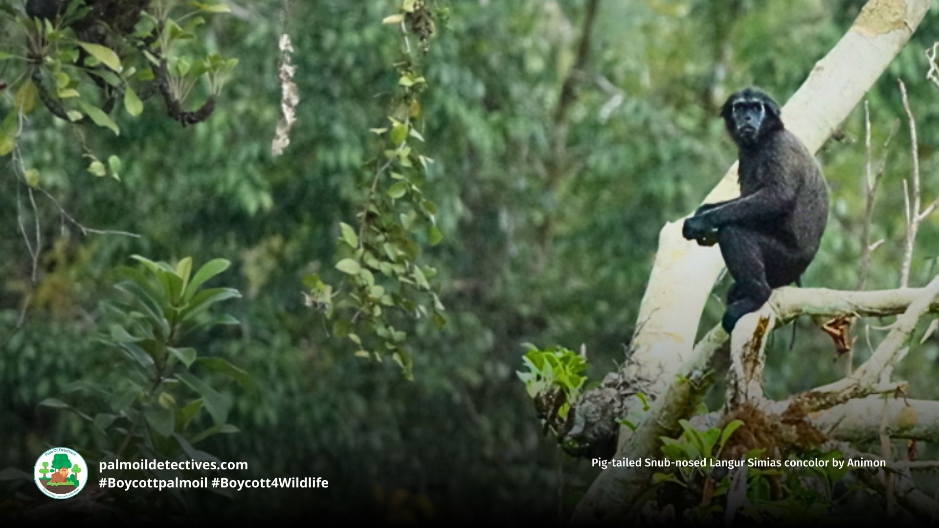 Pig-tailed Snub-nosed Langur Simias concolor