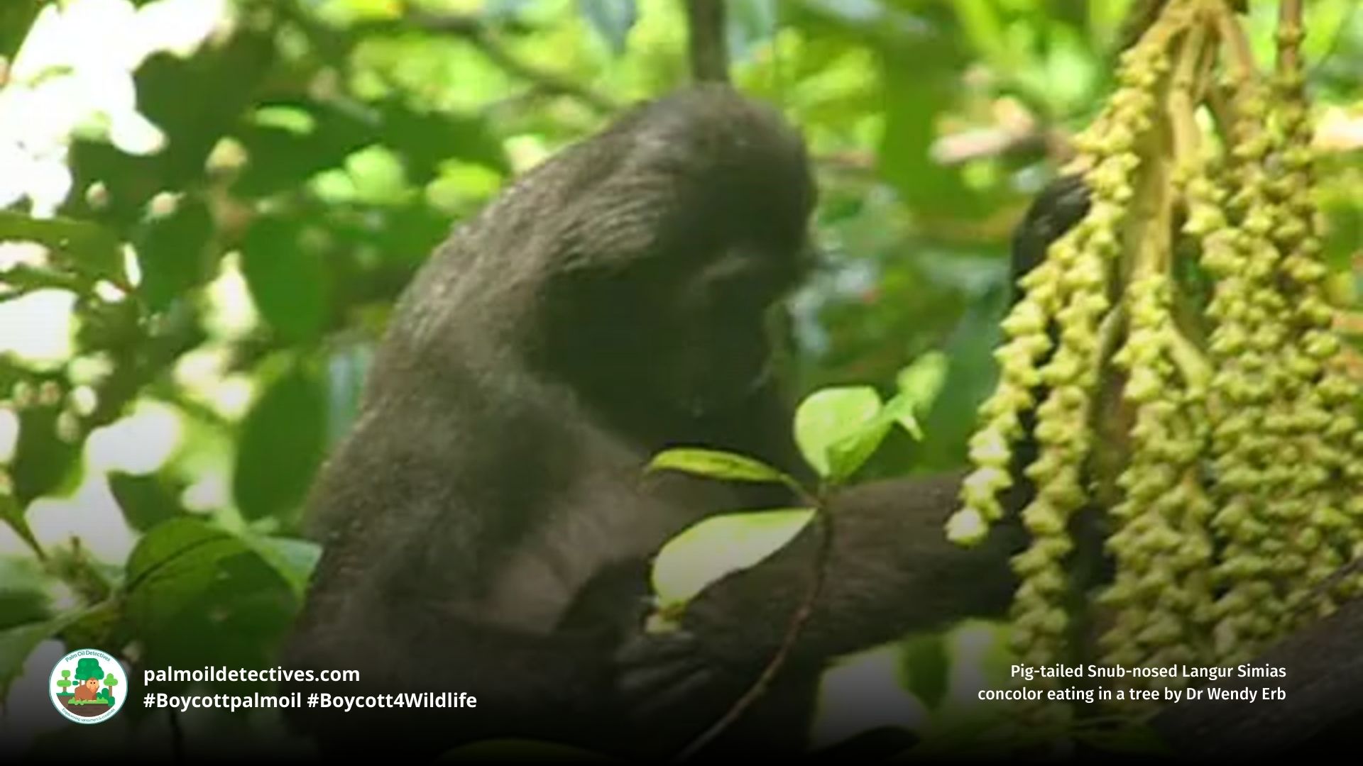 Pig-tailed Snub-nosed Langur Simias concolor