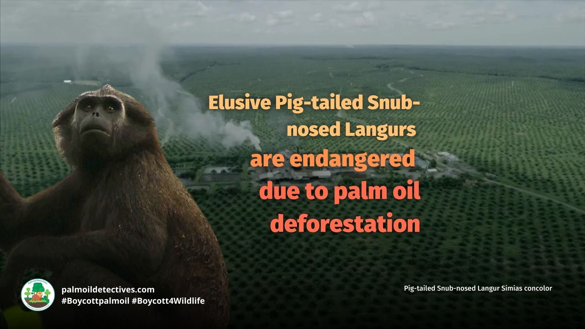 Pig-tailed Snub-nosed Langur Simias concolor endangered due to palm oil