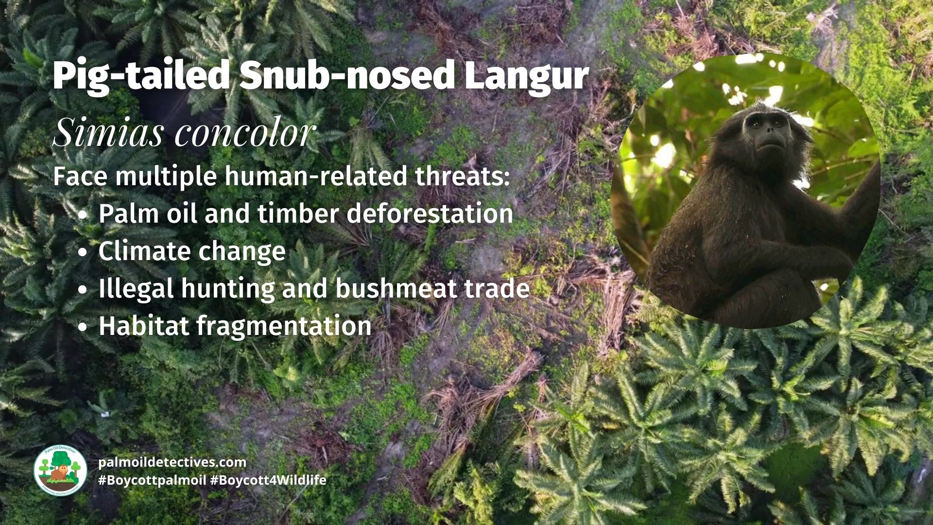 Pig-tailed Snub-nosed Langur Simias concolor threats