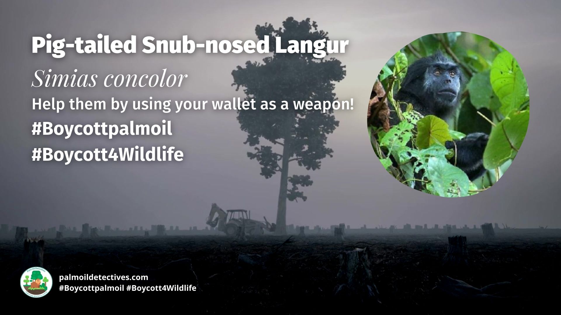 Pig-tailed Snub-nosed Langur Simias concolor boycott palm oil