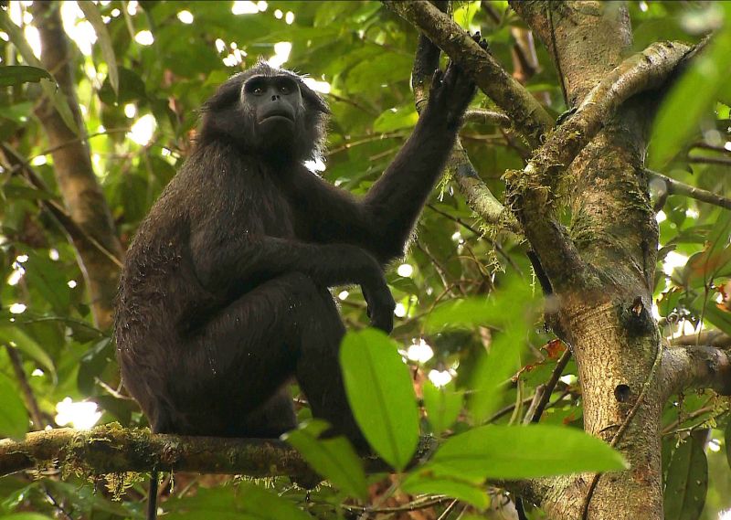 Pig-tailed Snub-nosed Langur Simias concolor