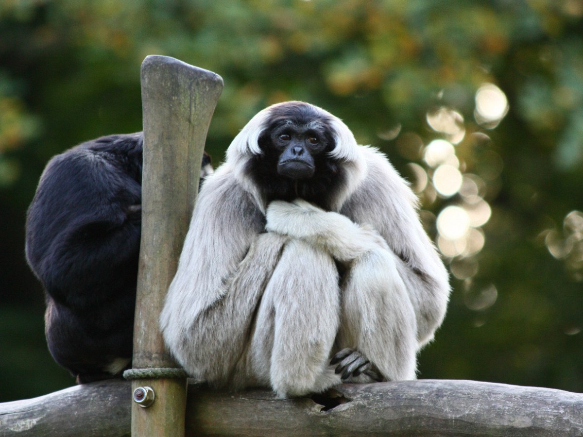 Pileated Gibbon Hylobates&nbsp;pileatus