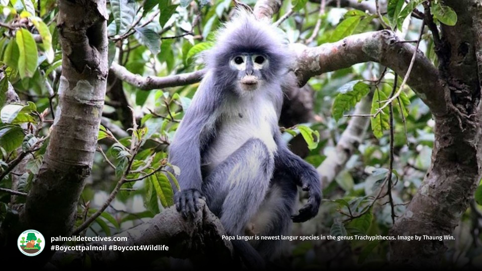 Popa langur Trachypithecus popa