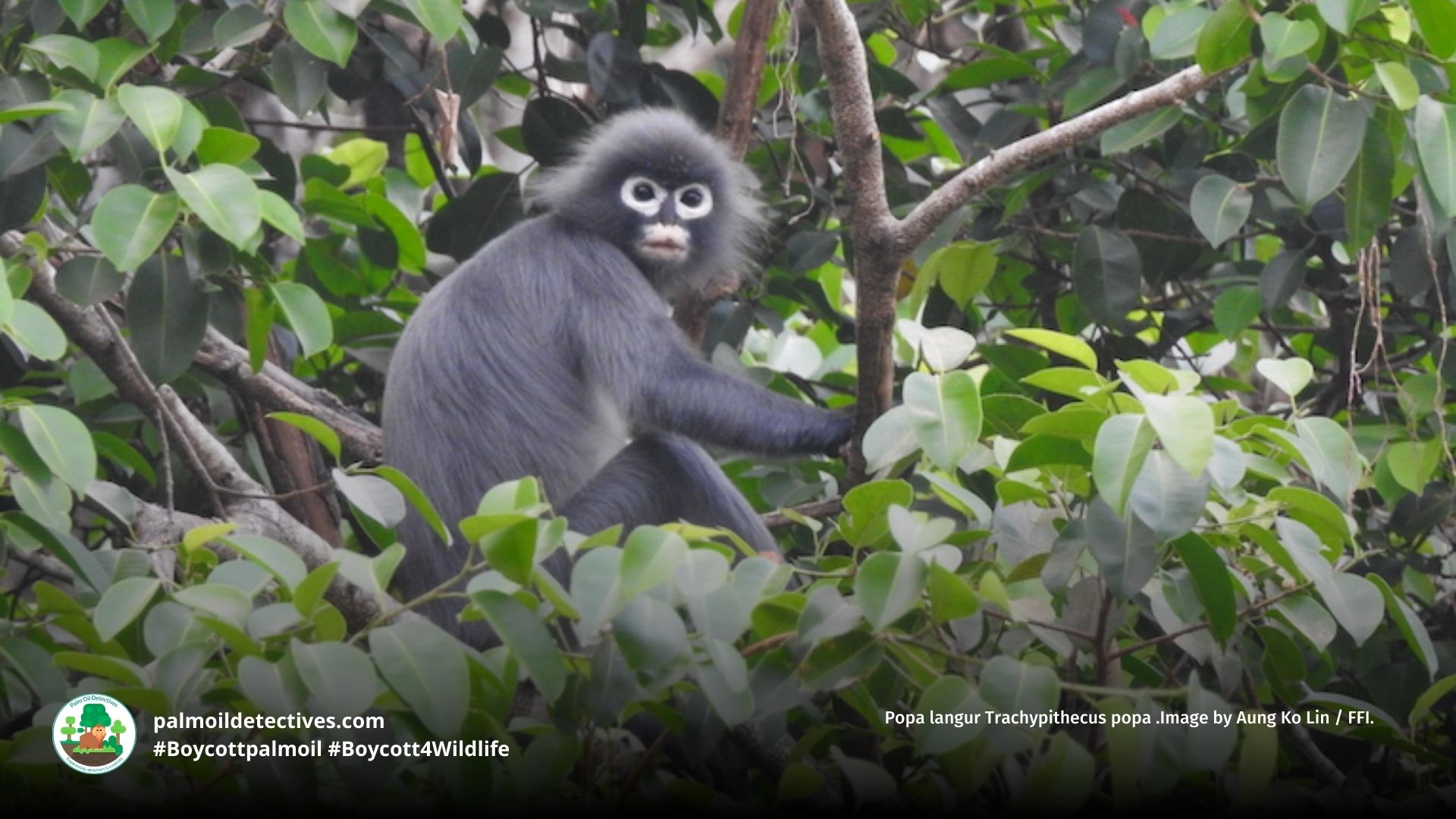 Popa langur Trachypithecus popa