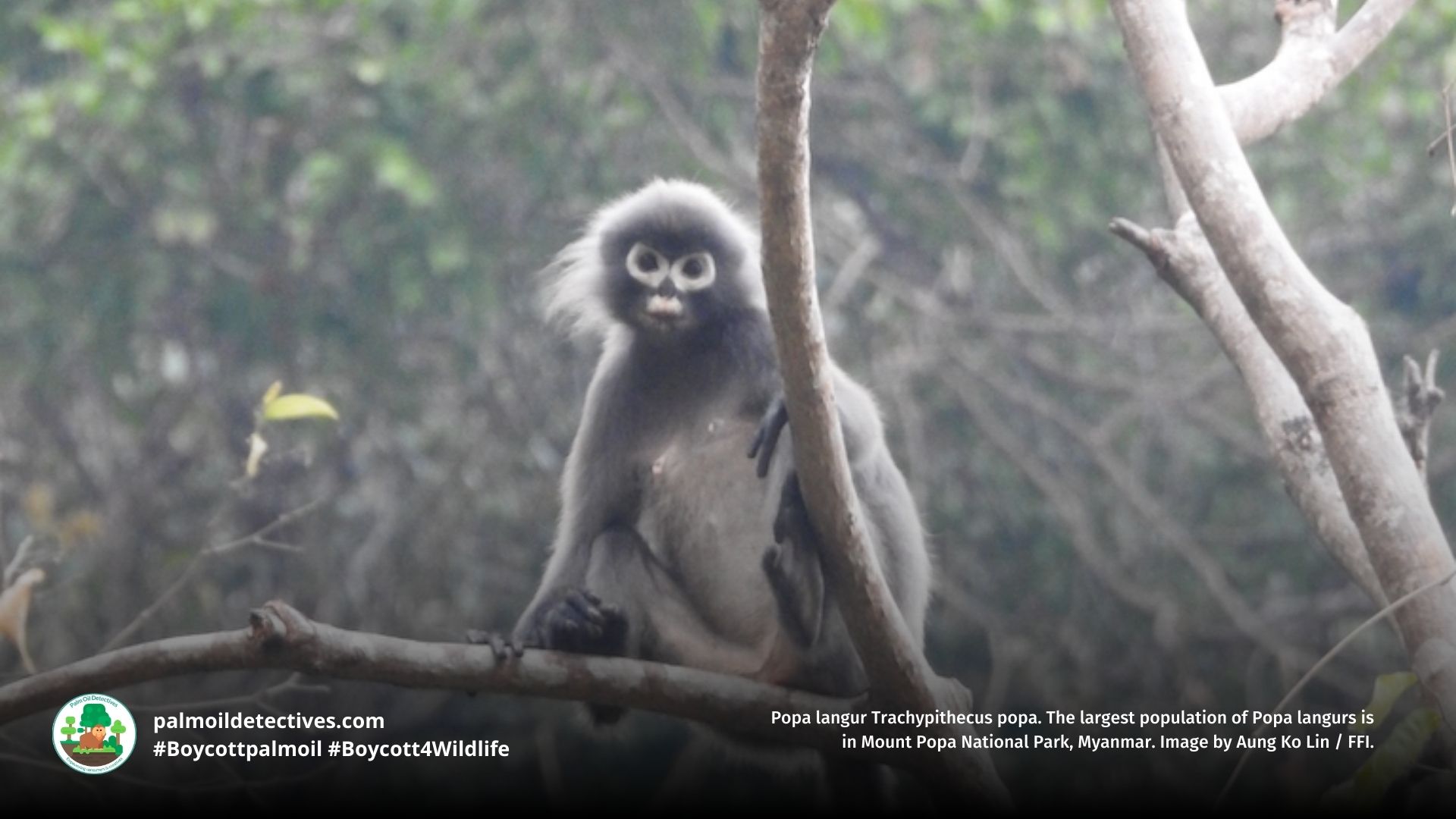 Popa langur Trachypithecus popa