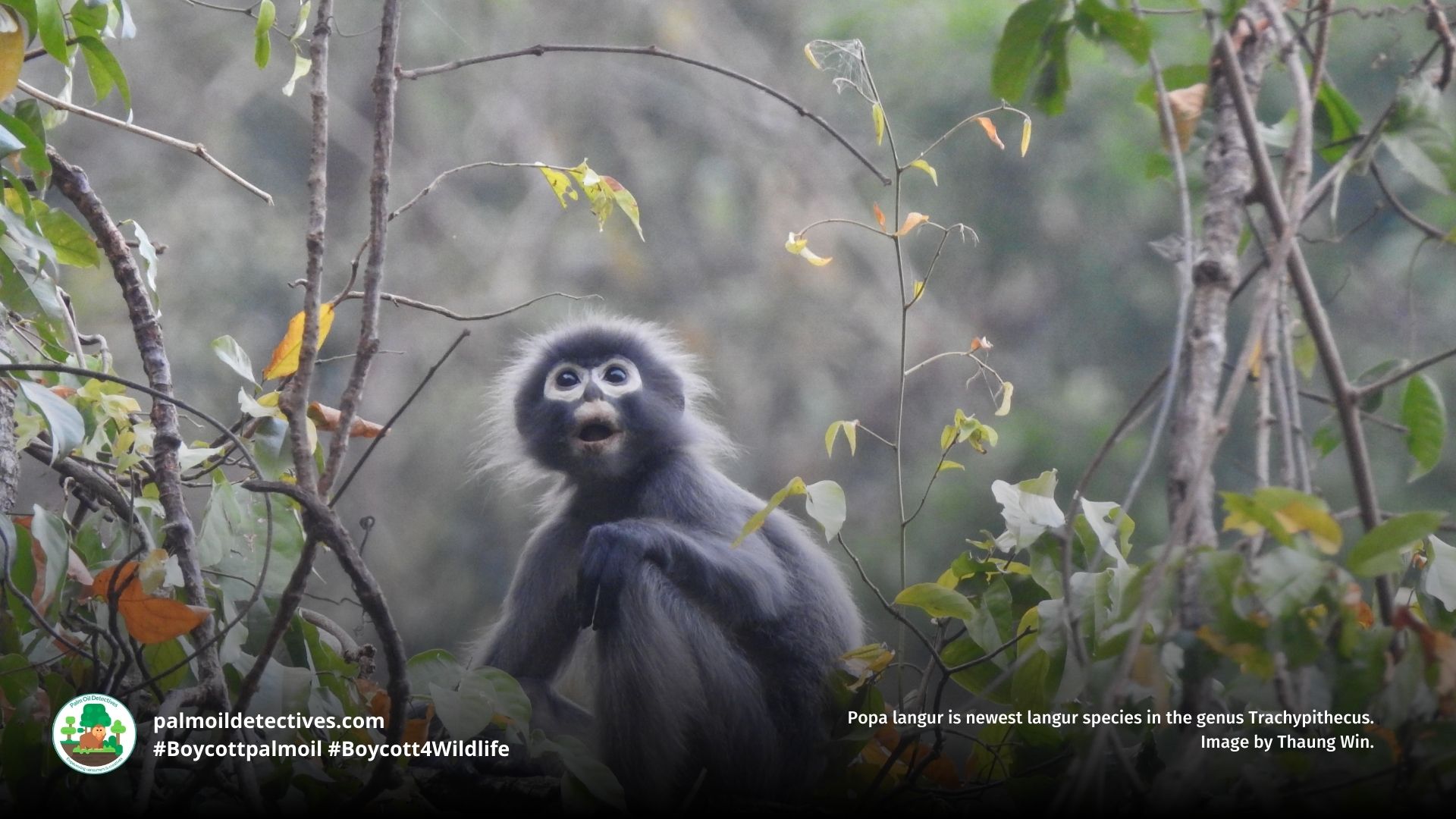 Popa langur Trachypithecus popa