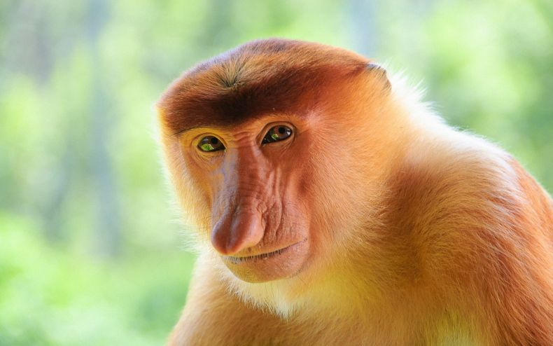 Proboscis Monkey Nasalis larvatus