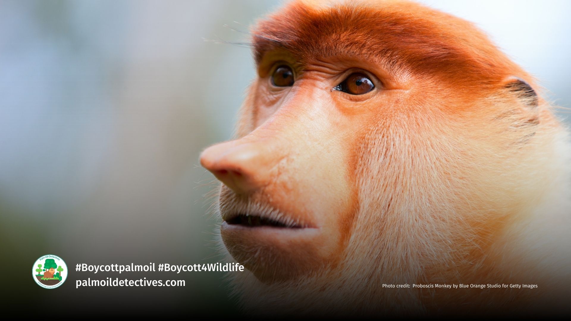 Proboscis Monkey by Blue Orange studio