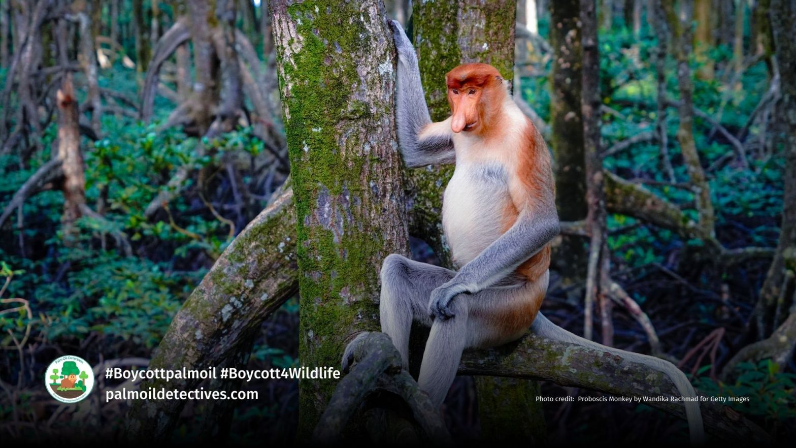 Proboscis Monkey by Wandika Rachmad