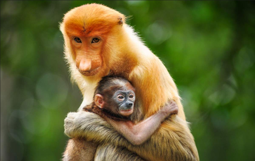 Proboscis Monkey Nasalis larvatus