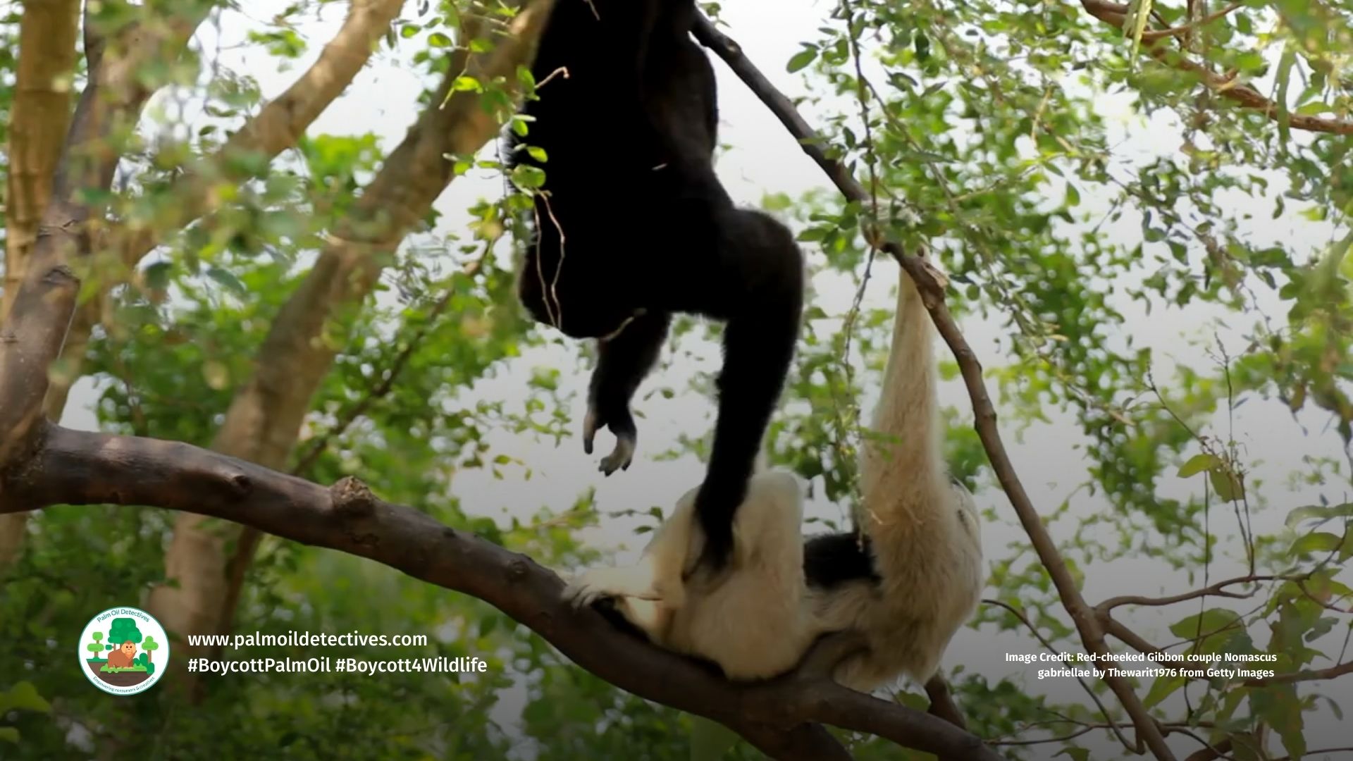 Red-cheeked Gibbon Nomascus gabriellae