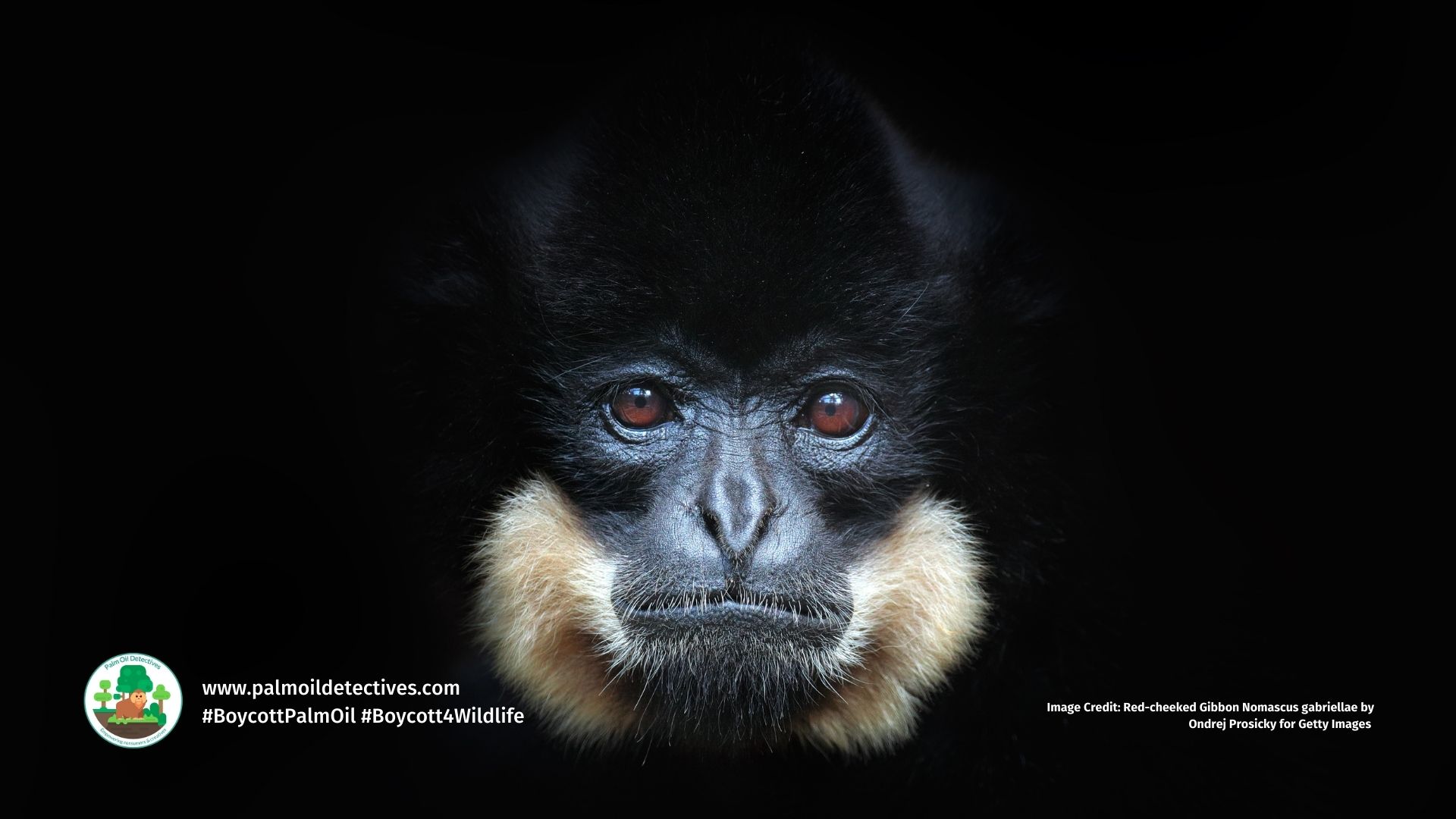 Red-cheeked Gibbon Nomascus gabriellae