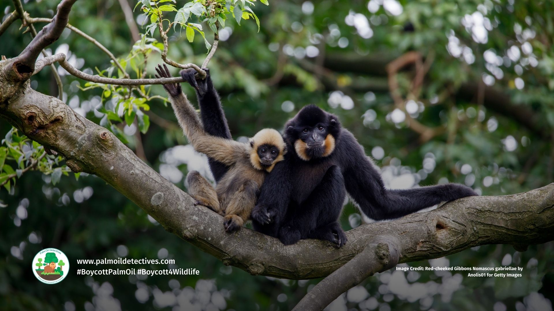 Red-cheeked Gibbon Nomascus gabriellae