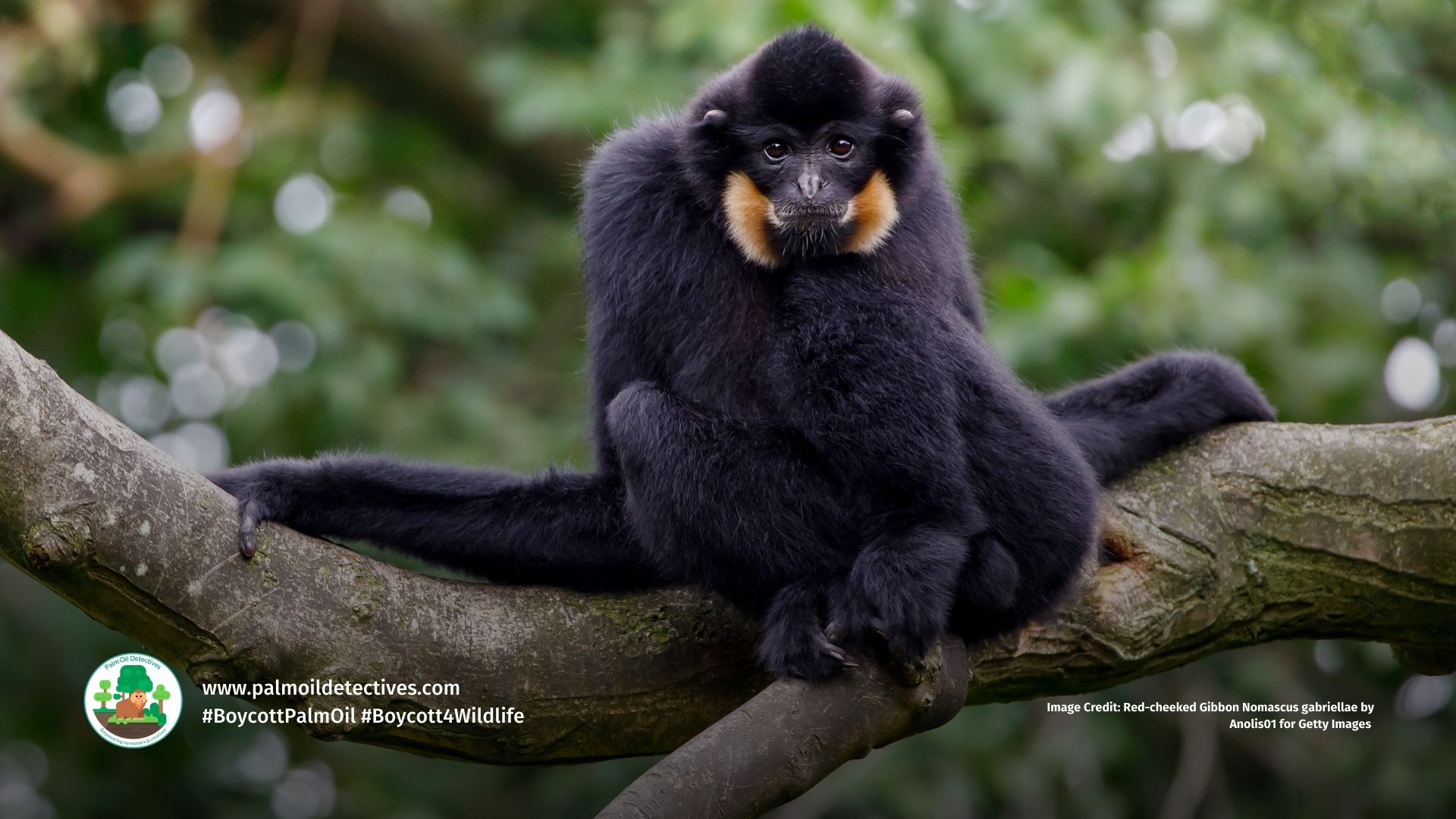 Red-cheeked Gibbon Nomascus gabriellae
